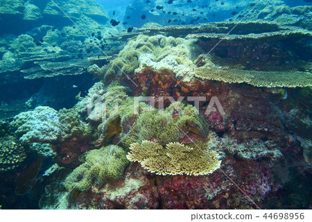 Pink Anemonefish 44698956