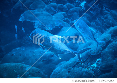 giant travally 44698962