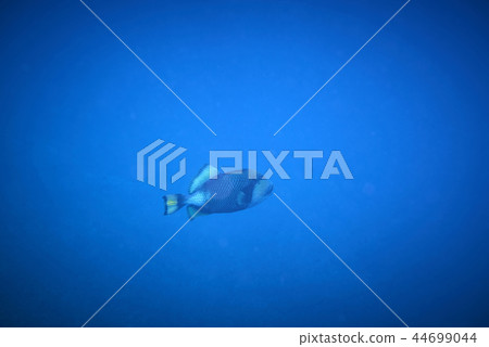 titan triggerfish 44699044