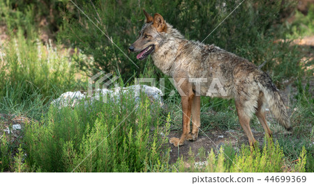 Iberian wolf in the bush looking to the left of the frame 44699369