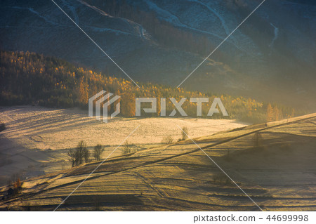 forest on hill in golden light and haze 44699998