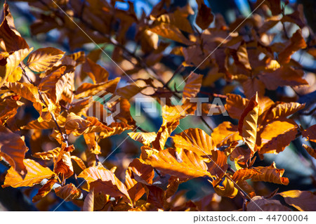 weathered brown foliage on the branches weathered brown foliage on the branches 44700004