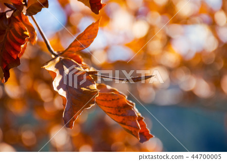brown foliage on the branch in sunlight 44700005