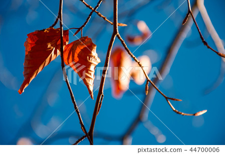 foliage on the branch in sunlight 44700006