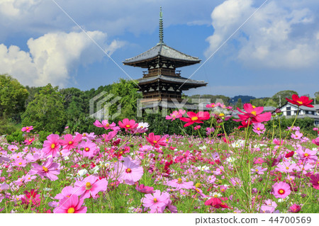法起寺 法起寺 44700569