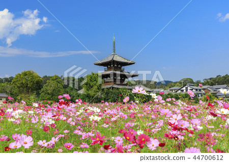 法起寺 法起寺 44700612