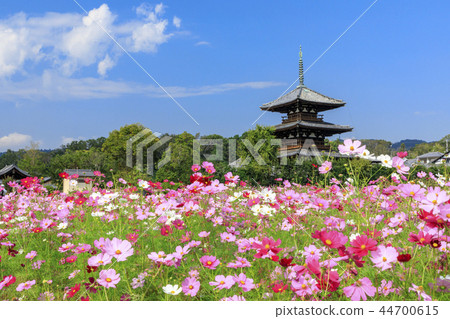 法起寺 法起寺 44700615