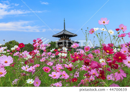 法起寺 法起寺 44700639