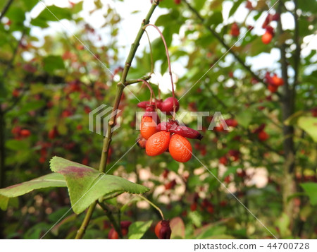 Komiyumi's fruit 44700728