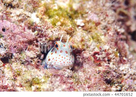 Montuki蛙魚 44701652
