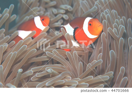 小丑魚海葵 44701666