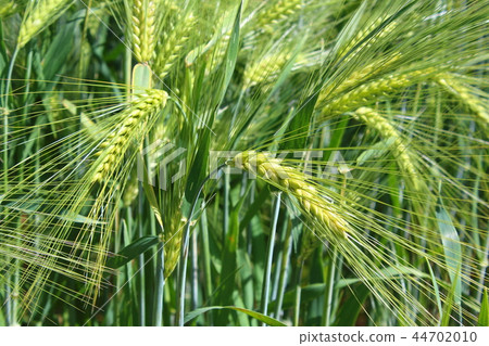 field of barley with barley ears field of barley with barley ears 44702010