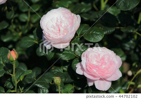 Rose Queen of Sweden 44702102