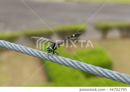 Dragonfly Dragonfly 44702795