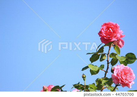 Rose image 44703700