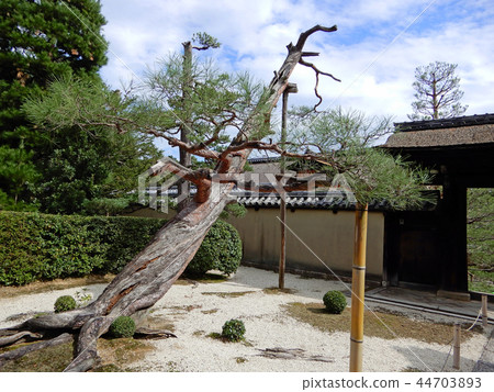 Daitokuji珍珠珍珠松 44703893