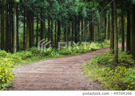 Buy Forest Forest 44704166