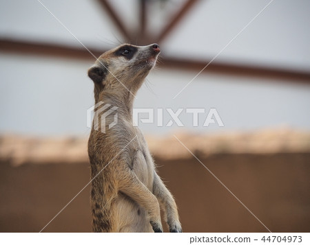 meerkat  44704973