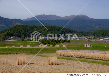 Kirishima mountain range and rural scene Rice harvesting is over rice field Rice straw hanging dried rice 44705197