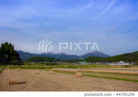 霧島山脈和農村現場水稻收穫在稻田稻草掛乾米 霧島山脈和農村現場水稻收穫在稻田稻草掛乾米 44705200