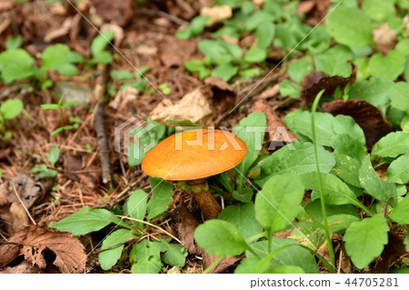 Numeriiguchi Numeriiguchi 44705281