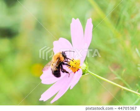 Tiger bumblebee and cosmos 44705367