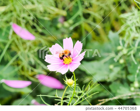 Tiger bumblebee and cosmos 44705368