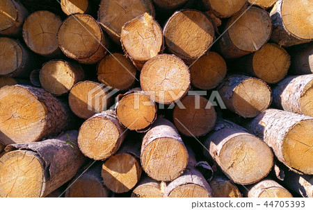 Woods texture Woods texture 44705393