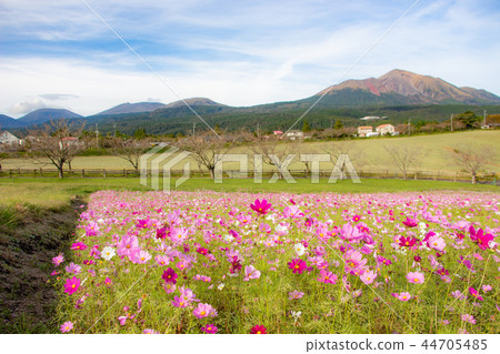 從高千穗牧場看高千穗和宇宙場高千穗 從高千穗牧場看高千穗和宇宙場高千穗 44705485