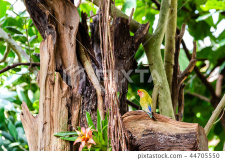 Nice colorful parrot with green and yellow color Nice colorful parrot with green and yellow color 44705550