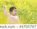 Rape flowers and girls 44705707