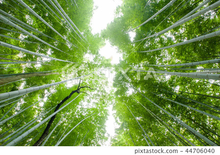 Ogino Takebayashi,京都嵐山,日本 Ogino Takebayashi,京都嵐山,日本 44706040