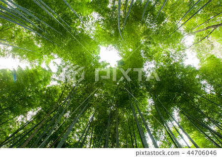 Ogino Takebayashi, Kyoto Arashiyama, Japan Ogino Takebayashi, Kyoto Arashiyama, Japan 44706046