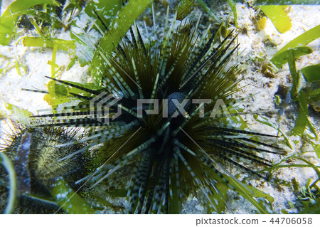 Sea urchin Philippines 44706058