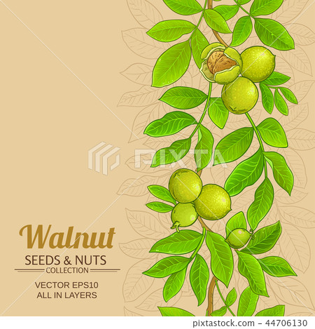 walnut vector background 44706130