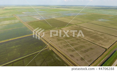 Growing rice on flooded fields. Ripe rice in the field, the beginning of harvesting. A birds-eye Growing rice on flooded fields. Ripe rice in the field, the beginning of harvesting. A birds-eye 44706288
