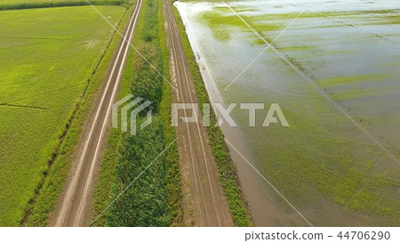 Growing rice on flooded fields. Ripe rice in the field, the beginning of harvesting. A birds-eye Growing rice on flooded fields. Ripe rice in the field, the beginning of harvesting. A birds-eye 44706290