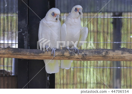 澳大利亞鳥類 澳大利亞鳥類 44706554