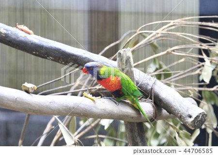 Australian birds Australian birds 44706585
