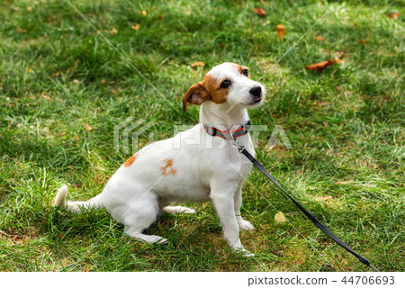 Cute happy jack russel puppy pet dog on the grass Cute happy jack russel puppy pet dog on the grass 44706693