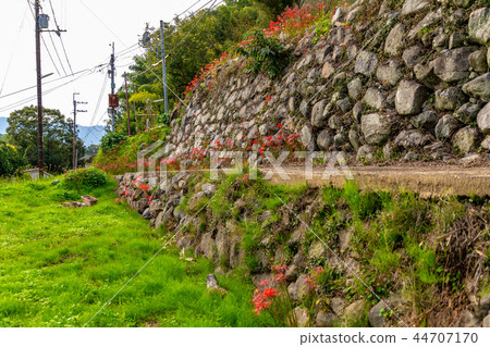 Cluster Asukamura of Lotus Flower Temple Cluster Asukamura of Lotus Flower Temple 44707170