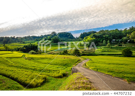 在Asuka村莊Inaba區的露台的米領域 44707232