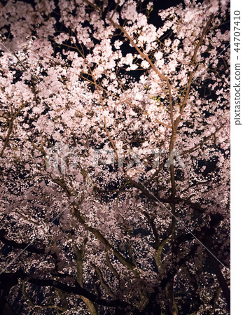 Rikugi-en花園垂枝櫻花點亮（東京文京區）2018年3月 44707410