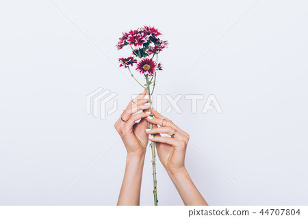 Flower stem in female's hands with white manicure Flower stem in female's hands with white manicure 44707804