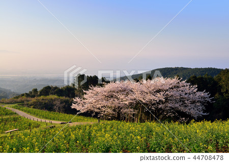 Cherry blossoms of Shirakine peak 44708478
