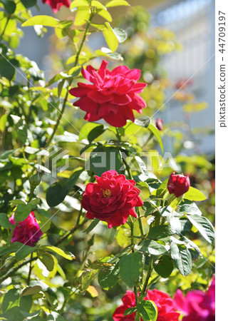 紅色玫瑰花綠色葉子 紅色玫瑰花綠色葉子 44709197