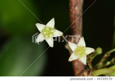 Nature plant Hari Tsurushasaki is a flower. The small flowers are white and beautiful star-shaped and attached to the agate Nature plant Hari Tsurushasaki is a flower. The small flowers are white and beautiful star-shaped and attached to the agate 44709570