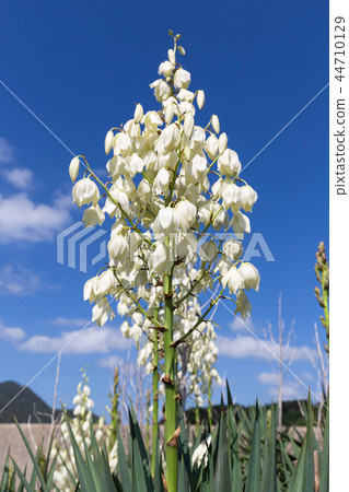 Atsuba Kimigayoran 44710129