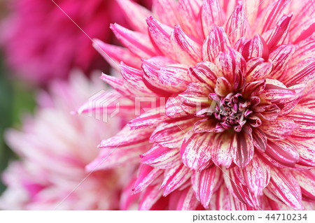 Dahlia_cheating rain Dahlia_cheating rain 44710234