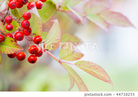 Red fruit of Nanakamado Red fruit of Nanakamado 44710255